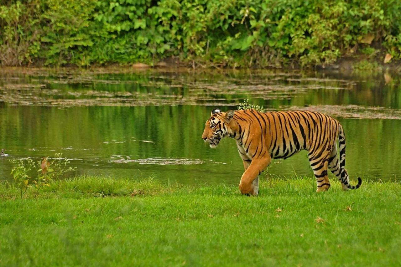 Jungle Trailz Kabini Bed and Breakfast Sargur Εξωτερικό φωτογραφία